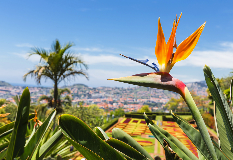 Madeira wird auch Blumeninsel genannt. Besuchen Sie den botanischen Garten in Funchal. 