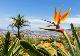 Madeira wird auch Blumeninsel genannt. Besuchen Sie den botanischen Garten in Funchal. 