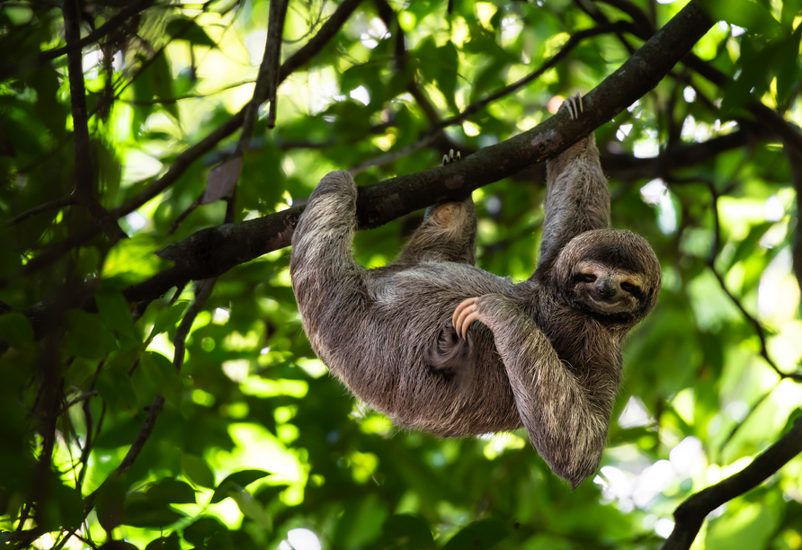 Die vielfältige Tierwelt erwartet Sie in Costa Rica.