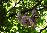 Die vielfältige Tierwelt erwartet Sie in Costa Rica.