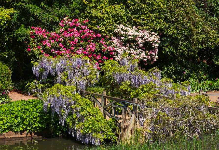 Märchenhaft hängt der Blauregen über einer Brücke im RHS Wisley Garden.