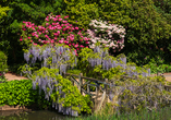 Märchenhaft hängt der Blauregen über einer Brücke im RHS Wisley Garden.