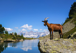 Natur pur am Spiegelsee Steiermark