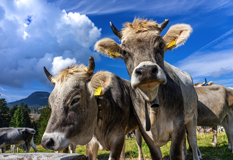 Erfreuen Sie sich an den tierischen Bewohnern der Dolomiten.