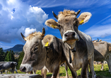 Erfreuen Sie sich an den tierischen Bewohnern der Dolomiten.