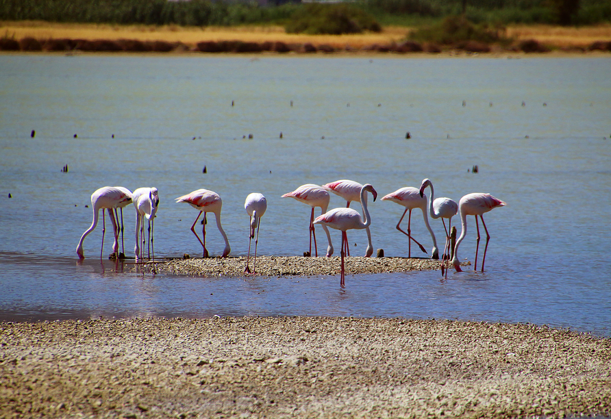 In der Nähe Ihres Urlaubshotels befindet sich ein Salzsee, wo Sie mit etwas Glück sogar Flamingos beobachten können.