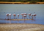 In der Nähe Ihres Urlaubshotels befindet sich ein Salzsee, wo Sie mit etwas Glück sogar Flamingos beobachten können.