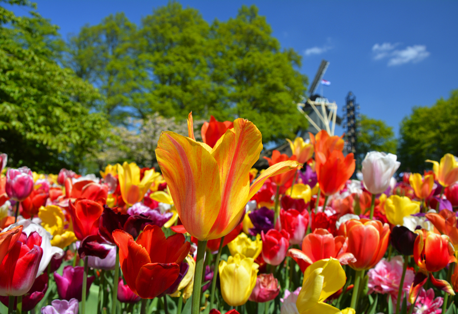 Erleben Sie das Frühlingserwachen in Holland und Belgien! 