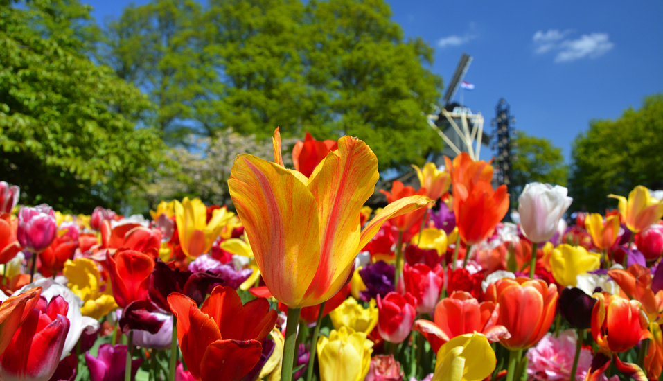 Erleben Sie das Frühlingserwachen in Holland und Belgien! 