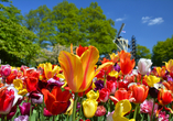 Erleben Sie das Frühlingserwachen in Holland und Belgien! 