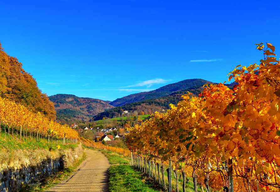 Erkunden Sie die herrliche Umgebung auf den zahlreichen Wanderwegen durch die Natur des Markgräflerlandes.