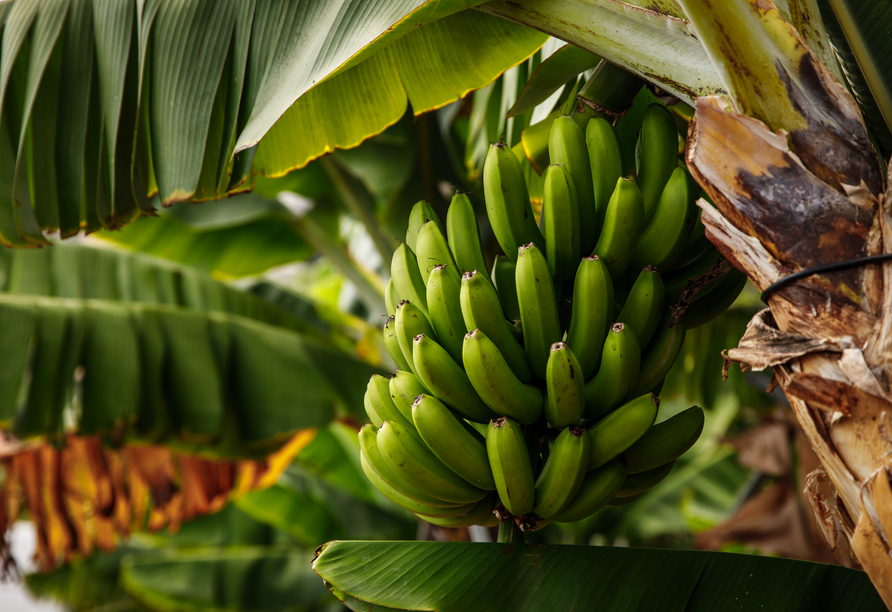 Auf Santiago besuchen Sie eine der größten Bananenplantagen der Kapverden.