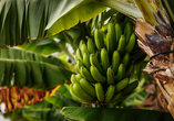 Auf Santiago besuchen Sie eine der größten Bananenplantagen der Kapverden.