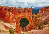 Ein Meisterwerk der Natur! Im Bryce-Canyon-Nationalpark in Utah eröffnet der gewaltige Felsbogen faszinierende Ausblicke.