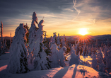Tauchen Sie ein in die winterliche Magie des Bayerischen Waldes.