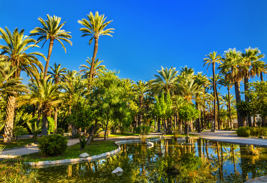 Der herrliche Palmenhain von Elche gehört zum Weltkulturerbe.