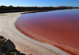 Besuchen Sie die Salinen von Santa Pola und finden Sie heraus, woher der hübsche rosa Farbton in der hiesigen Landschaft kommt.