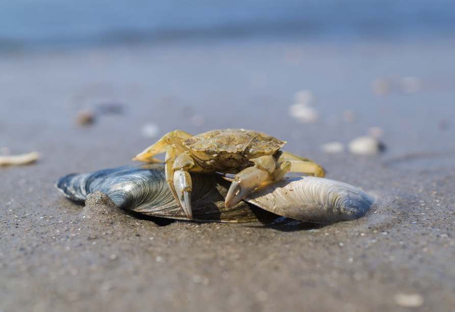 Im Nationalpark Wattenmeer können Sie zahlreiche Tier- und Pflanzenarten entdecken.