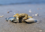 Im Nationalpark Wattenmeer können Sie zahlreiche Tier- und Pflanzenarten entdecken.