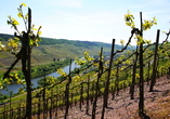 Bei einer Wanderung durch die Weinberge erwarten Sie eindrucksvolle Aussichten auf die Mosel und Ihren Urlaubsort Reil.