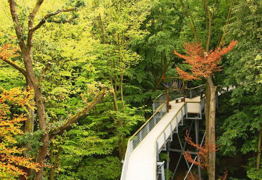 Entdecken Sie den berühmten Baumkronenpfad im Nationalpark Hainich.