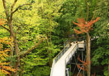 Entdecken Sie den berühmten Baumkronenpfad im Nationalpark Hainich.