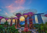 Die berühmten Supertree Groves in Singapur