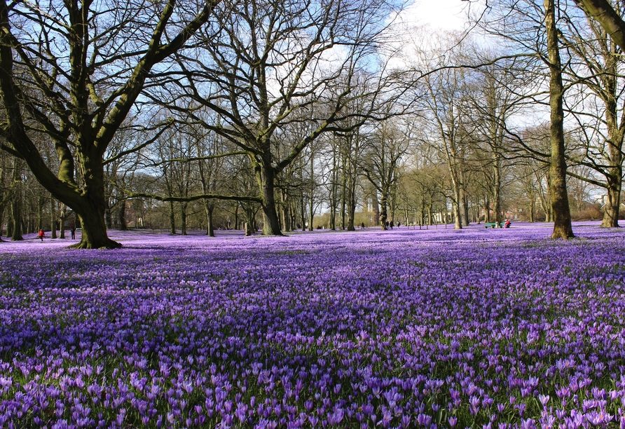 Die Krokusblüte und das Krokusblütenfest in Husum sind ein besonderer Reise-Tipp für den Frühling!