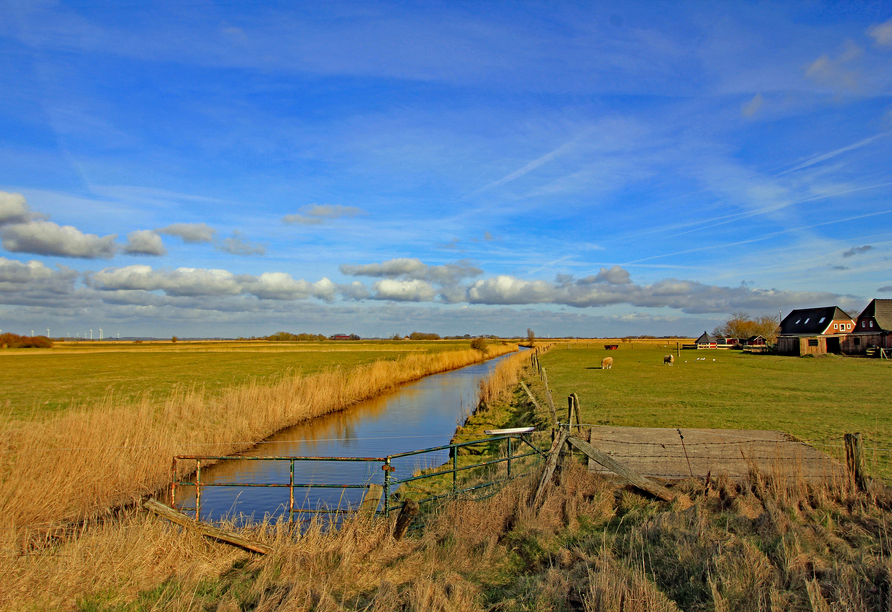 Die weitläufige Marschlandschaft in Schleswig-Holstein (Hattstedtermarsch)