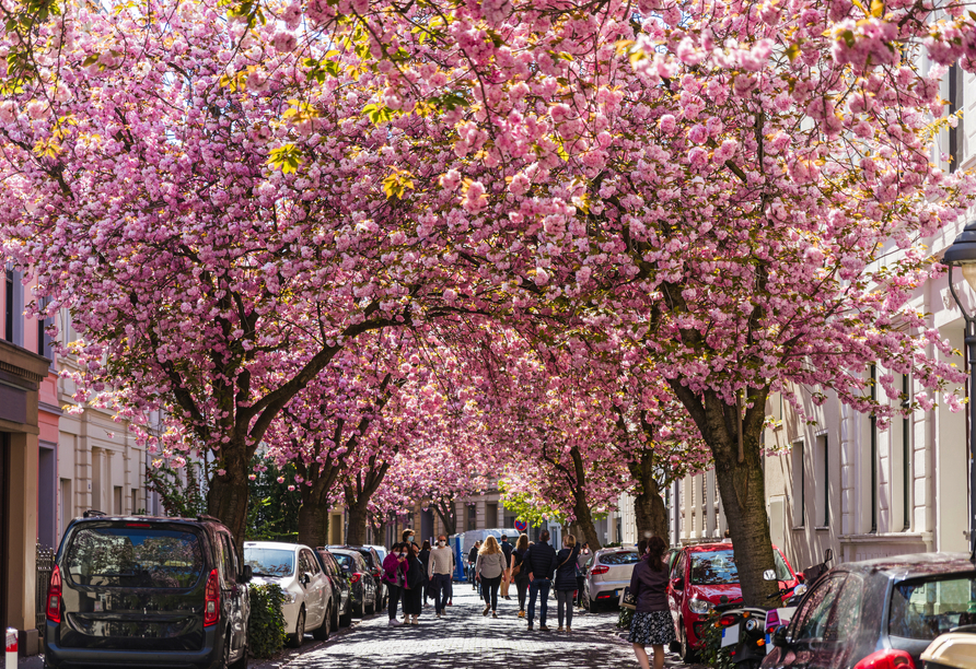 Besuchen Sie die wunderschöne Kirschblüte in der Bonner Altstadt.