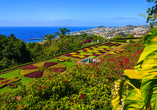 Die Blumeinsel Madeira begrüßt Sie in Funchal mit einer üppigen Blumenpracht.