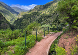Die leichte Levada-Wanderung führt Sie durch die wunderschöne Natur Madeiras.