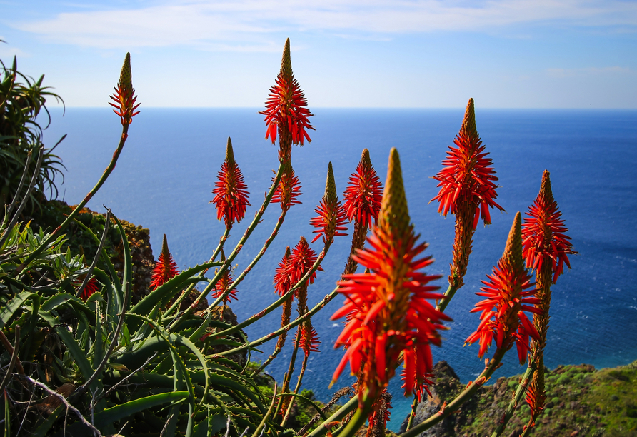 Überall werden Ihnen außergewöhnlich Pflanzen wie diese Aloe mit ihren wunderschönen Blüten begegnen.