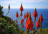 Überall werden Ihnen außergewöhnlich Pflanzen wie diese Aloe mit ihren wunderschönen Blüten begegnen.