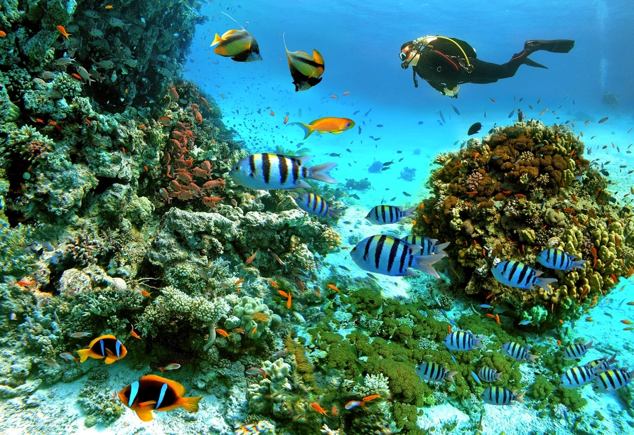 Korallen und bunte Fische – Ihr Urlaubsort ist ein Paradies für Schnorchler und Taucher.