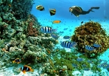 Korallen und bunte Fische – Ihr Urlaubsort ist ein Paradies für Schnorchler und Taucher.
