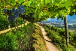 Schlendern Sie durch die traumhaften Weinberge auf dem Marlinger Waalweg.