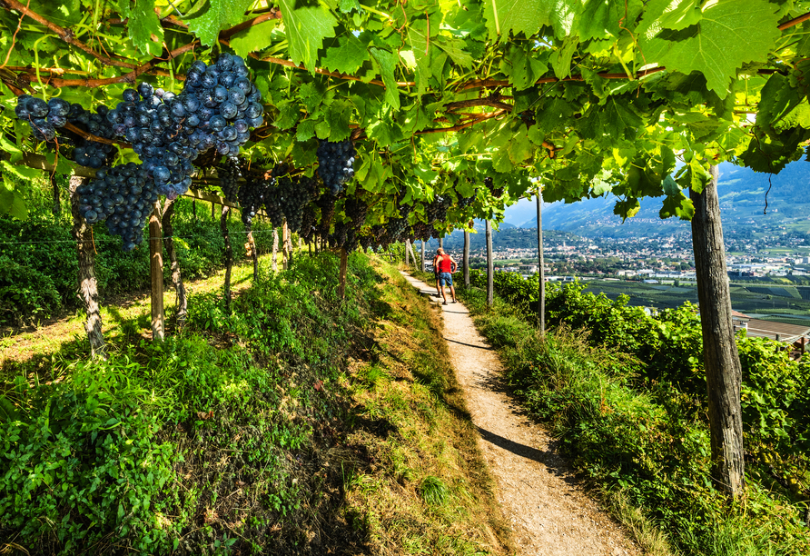 Schlendern Sie durch die traumhaften Weinberge auf den Waalwegen.