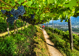 Schlendern Sie durch die traumhaften Weinberge auf den Waalwegen.