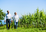 Spaziergang durch die Weinberge