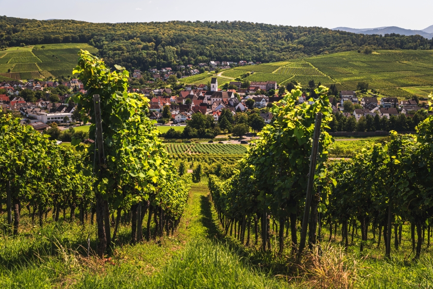 Das Markgräferland ist bekannt für seine Weinberge.