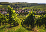 Das Markgräferland ist bekannt für seine Weinberge.