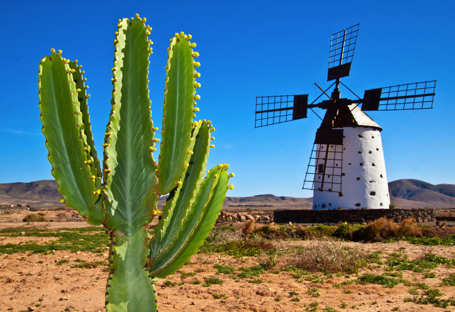Auf Fuerteventura erwarten Sie neben eindrucksvollen Landschaften auch historische Dörfer und traditionelle Windmühlen.