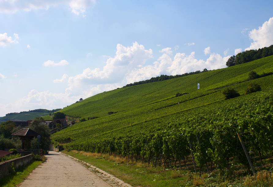 Wo der Wein wächst, wächst auch die Vorfreude – erwandern Sie die Weinpfade des Würzburger Steins.