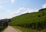 Wo der Wein wächst, wächst auch die Vorfreude – erwandern Sie die Weinpfade des Würzburger Steins.