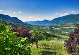 Blick von Schenna in Südtirol hinab ins Tal nach Meran