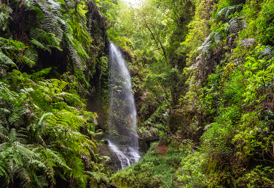 Verwunschene Pfade, Wasserfälle und mystisches Licht prägen den Urwald Los Tilos.