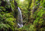 Verwunschene Pfade, Wasserfälle und mystisches Licht prägen den Urwald Los Tilos.