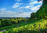 Frankfurts grüner Balkon – lassen Sie den Blick vom Lohrberg, Frankfurts Hausberg, bis zur Skyline schweifen.