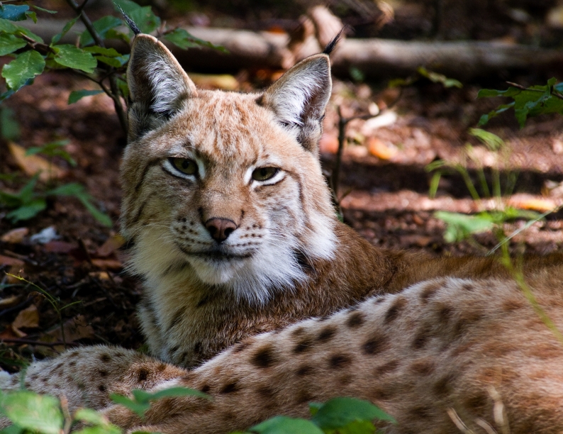 Im Wildkatzen-Erlebniszentrum in Bad Harzburg können Sie sich auf die scheuen Jäger der Nacht freuen.